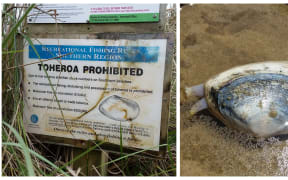 Toheroa prohibited