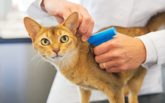 A vet putting a microchip implant into a cat.