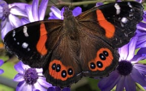 Red admiral butterfly
