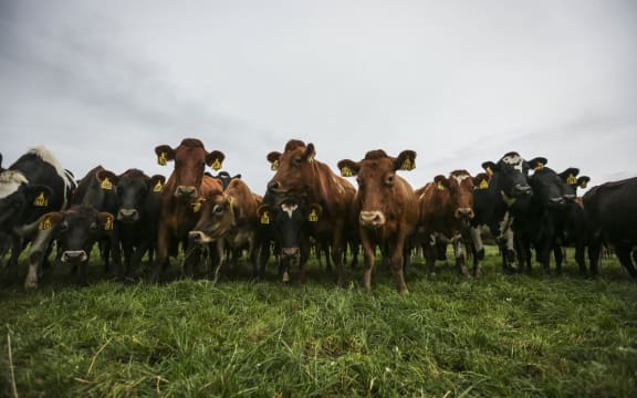 Brighter Future - Dairy. Dairy farming family the Mathieson's, Ewen, Dianne and Melissa talk about the boom and bust of their industry since 2008 and how they got through some of the tougher times.