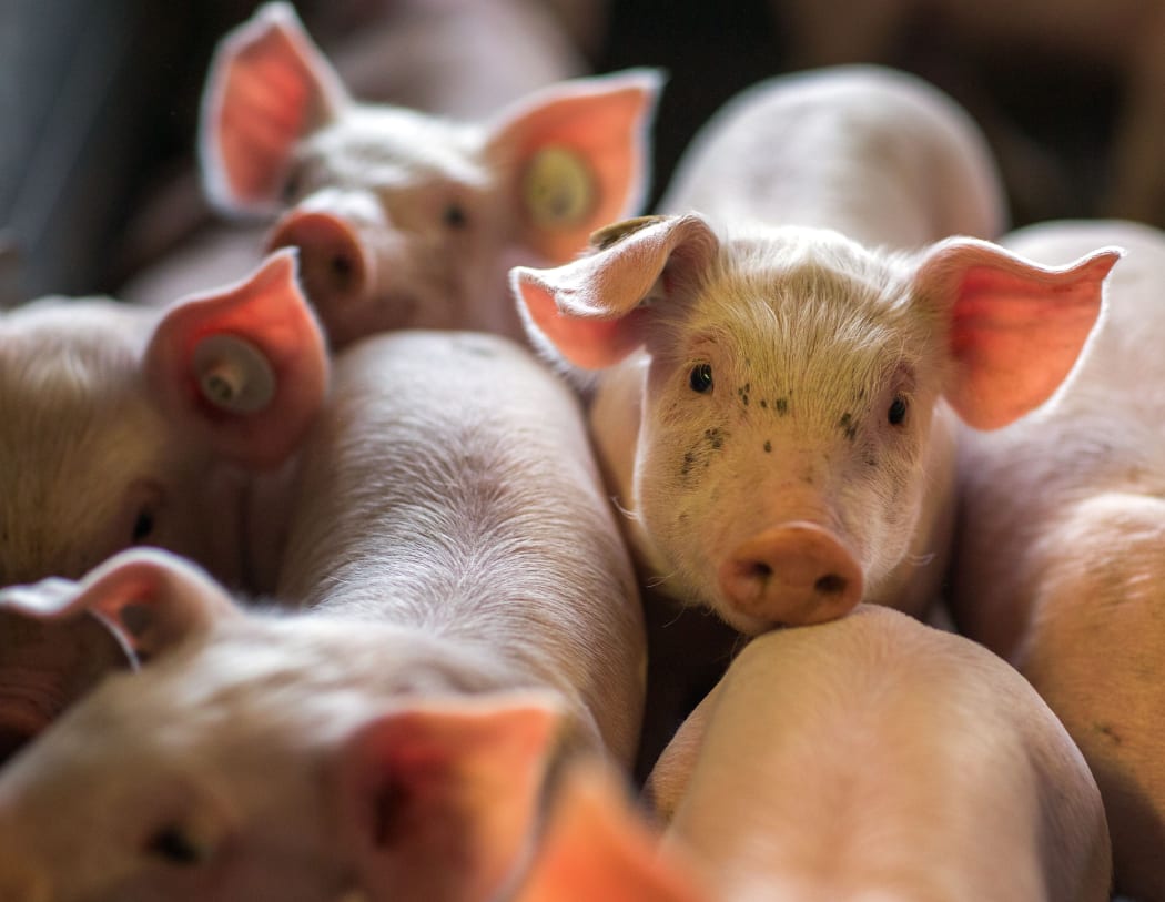Two-week-old pigs stand in a stall at an animal breeding farm in Losten, Germany, on  21 August 2014.