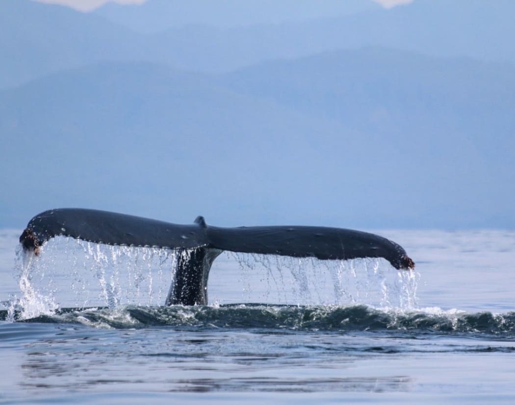 Humpback whale preparing for a dive in Frederick Sound, Southeast Alaska.