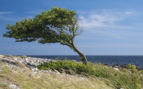Lonely tree bent by the wind at the sea coast.