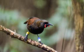 A juvenile saddleback (tieke)