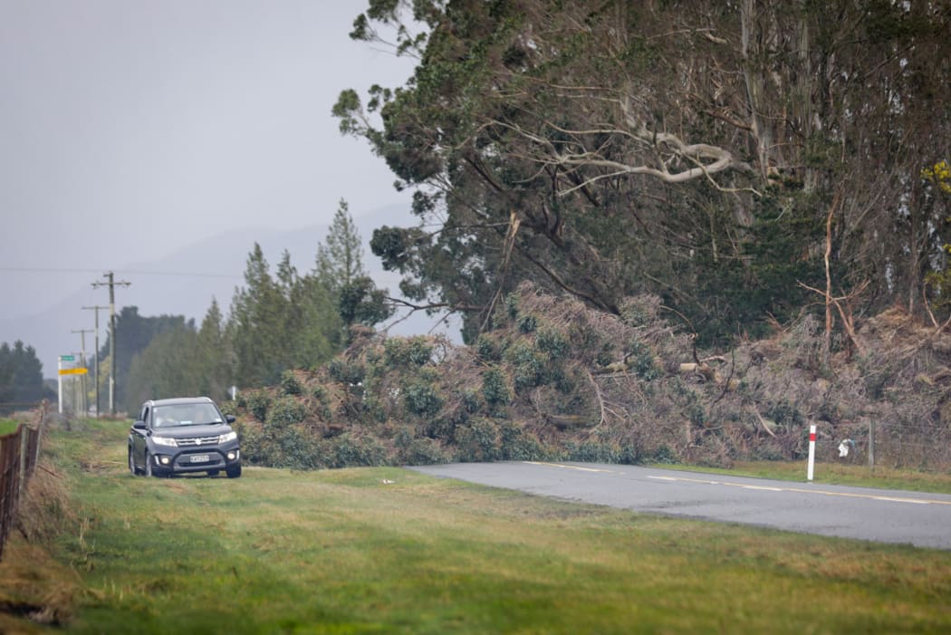 Trees down after gales at Birch Hill Rd, Glentui, Canterbury.