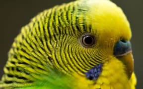 Fifteen budgies were stolen from a pet store in Kamo.