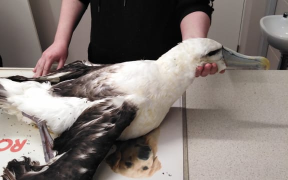 A rescued albatross