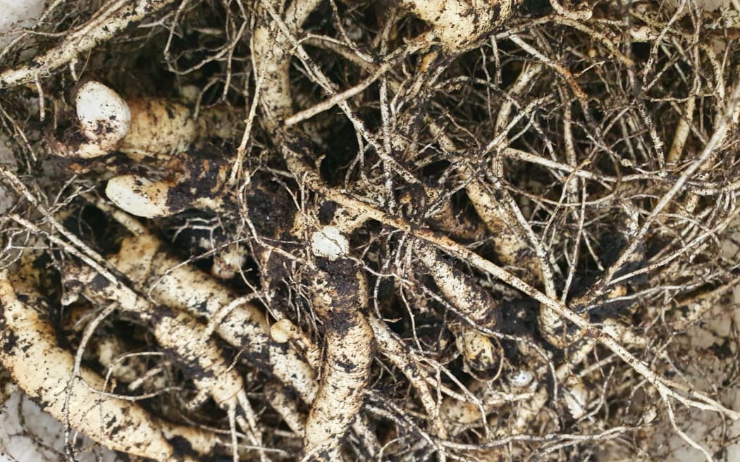 Ginseng grown as if in the wild can fetch premium prices. Its Chinese name, ren shen, comes from its human-like shape.