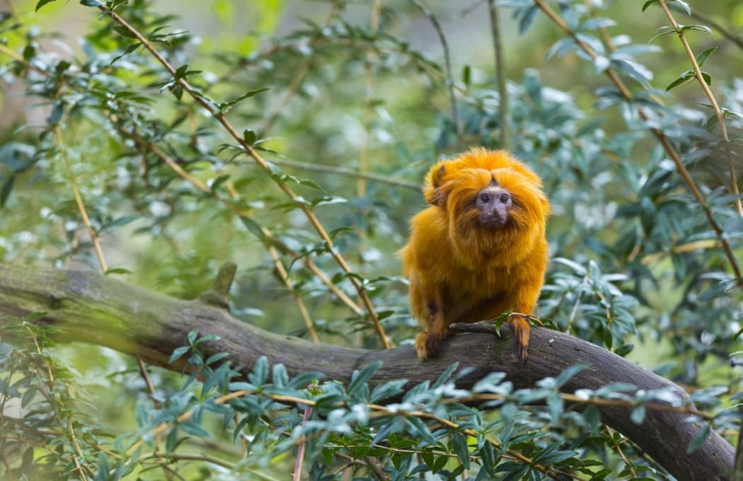 Golden Lion Tamarin and young on a branch. 
 
Biosphoto / Juan-Carlos Muñoz (Photo by Juan-Carlos Muñoz / Biosphoto / Biosphoto via AFP)