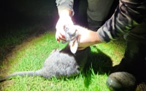 The first wallaby catch of the night during one of Te Arawa Kāhui's regular culling expeditions in the hills above Lake Okataina. Wayne Morgan Ranui is the team's head shooter