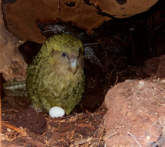 A female kakapo standing in a dark nest chamber with one egg at her feet.