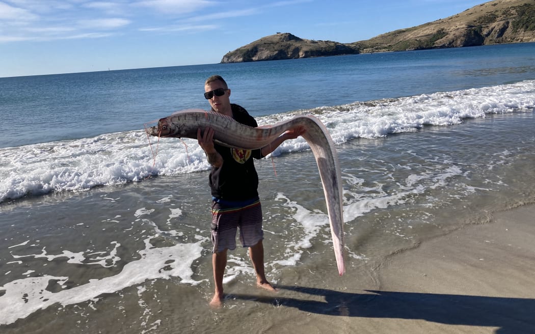 A man holds a large thin fish.