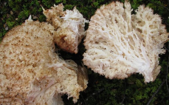 Icicle fungus