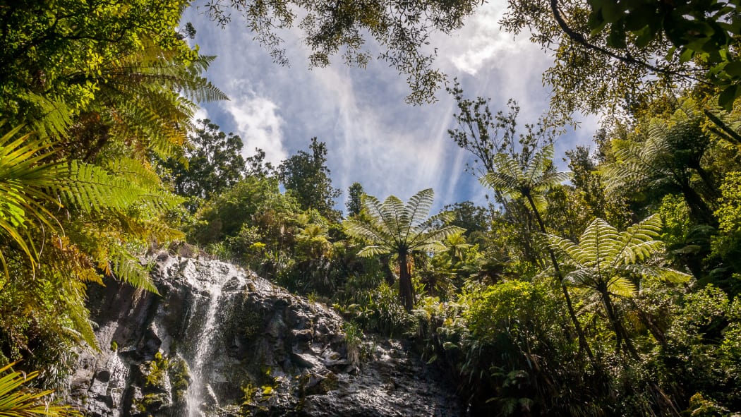 New Zealand has the ambitious goal of getting rid of seven species of predators by 2050 to help preserve native biodiversity.
