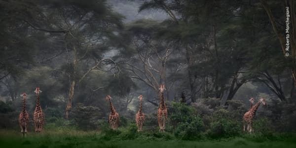 A group of Baringo giraffes is caught in wet weather, Kenya.