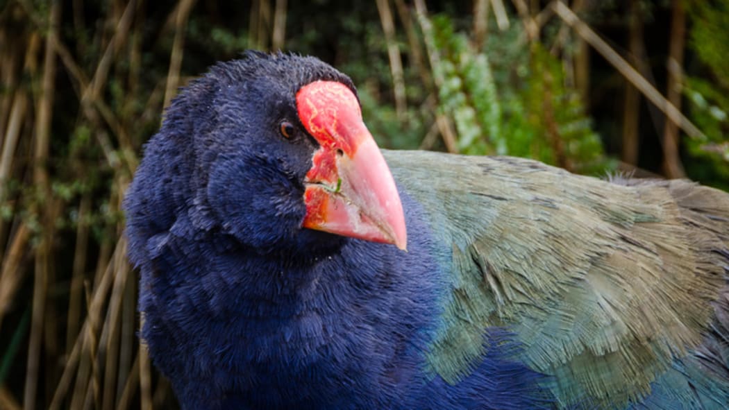 Takahe