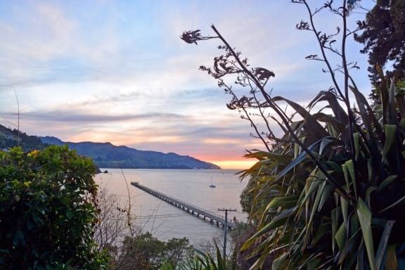 Governors Bay at sunrise in winter. In the foreground iconic Flax leaves and flowers and in the bacjkground the Jetty and town of Lyttleton.