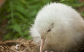 A white kiwi at the Pukaha Mt Bruce Wildlife Centre