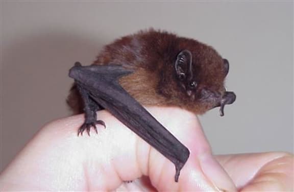 Long-tailed bat.