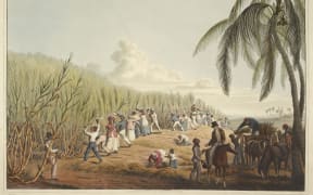 Slaves cut sugar cane on the Caribbean island of Antigua in this 1823 illustration by William Clark.