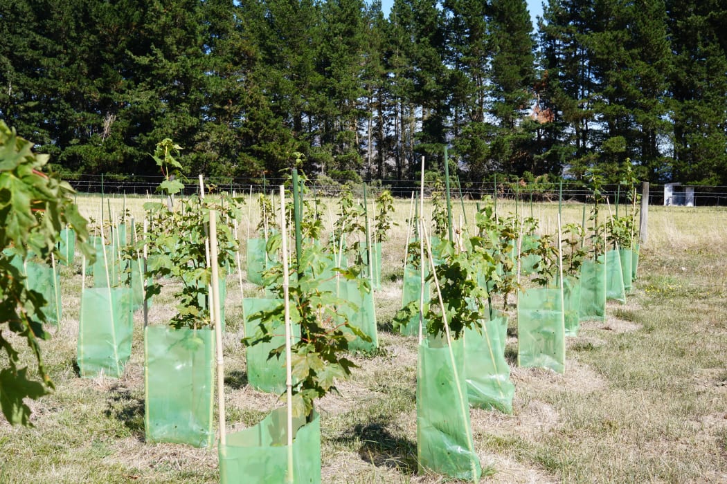 The maple tree plantation at Hanmer Springs.