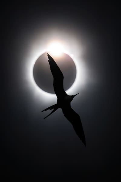 Overall Winner was The Frigatebird and the Diamond Ring by Liron Gertsman.