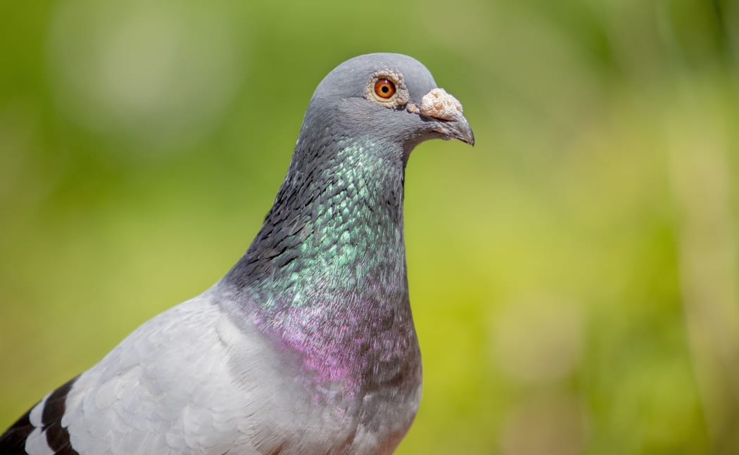 close up face of male speed racing pigeon against green blur background