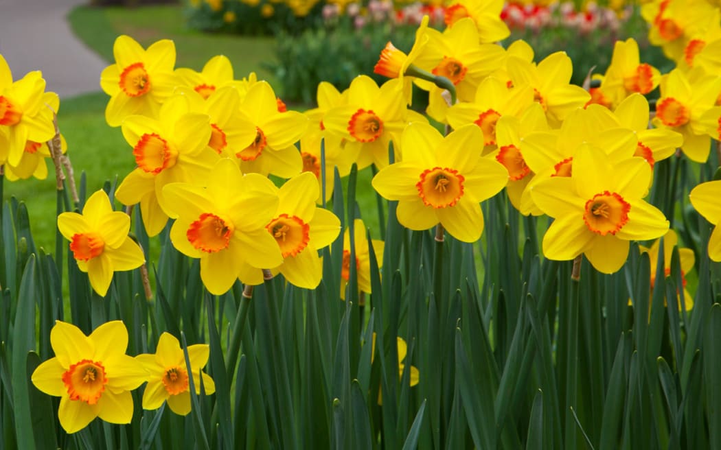 Daffodils