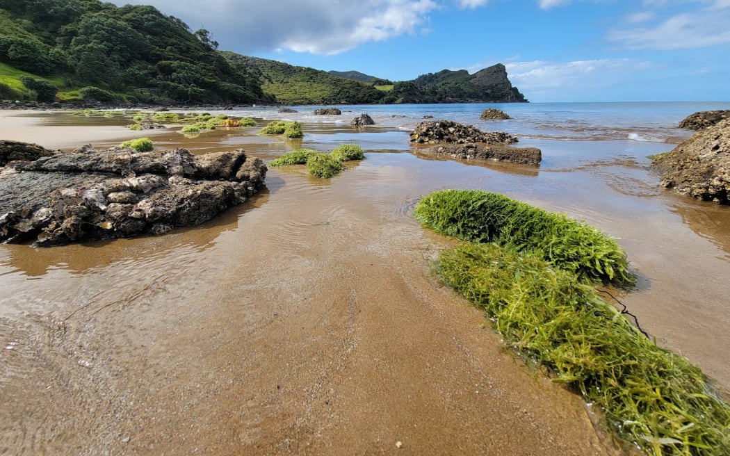 Huge wreaths of caulerpa wash up Great Barrier Island's Blind Bay where the invasive marine pest has taken hold covering everything in its path.