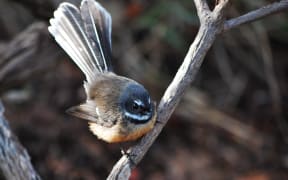 Piwakawaka or fantail are common in gardens around New Zealand.