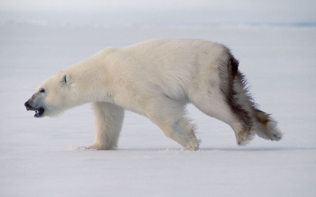 Polar Bear (Ursus maritimus) running on  Baffin Island, Canada.