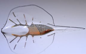 Robotic Stingray