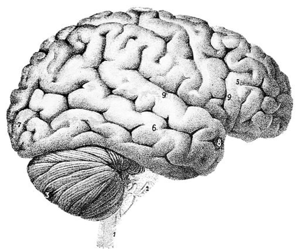 Image of a human brain