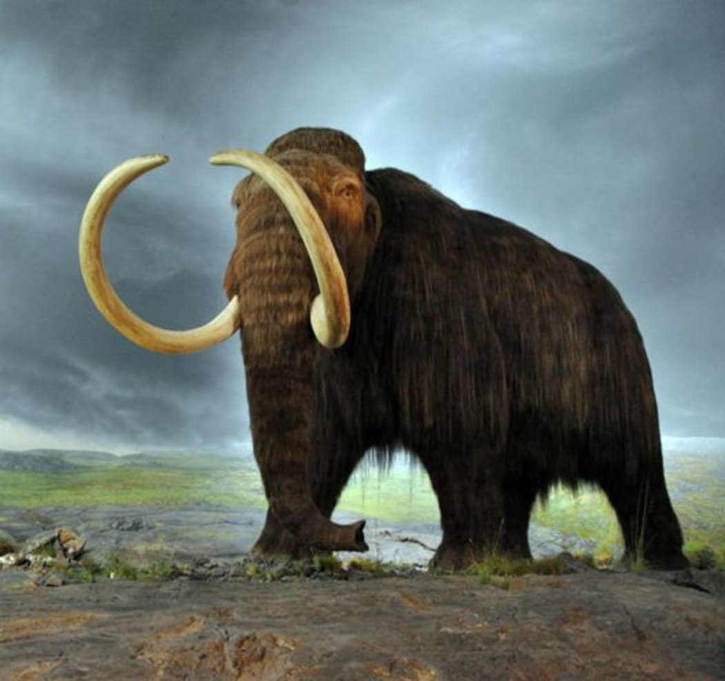 The recreation of a mammoth, with the help of an elephant and the CRISPR tool, would require millions of manipulations.