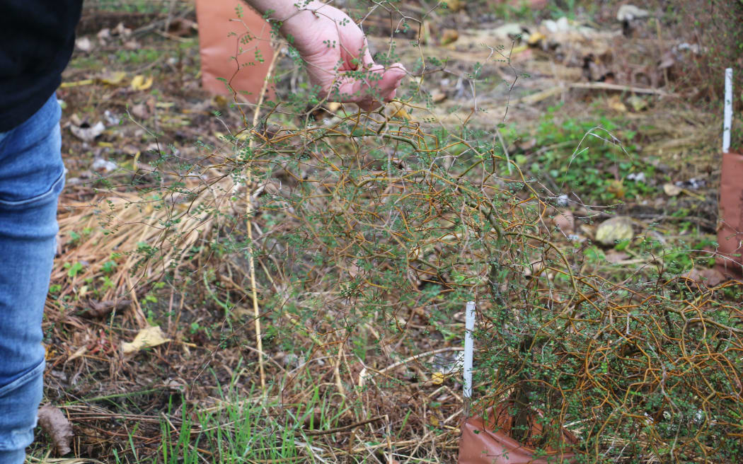 Mahinga kai site