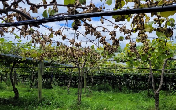 The effects of Cyclone Gabrielle are still hammering Te Tairāwhiti kiwifruit growers a year after the event. as vines which looked health in summer are collapsing.