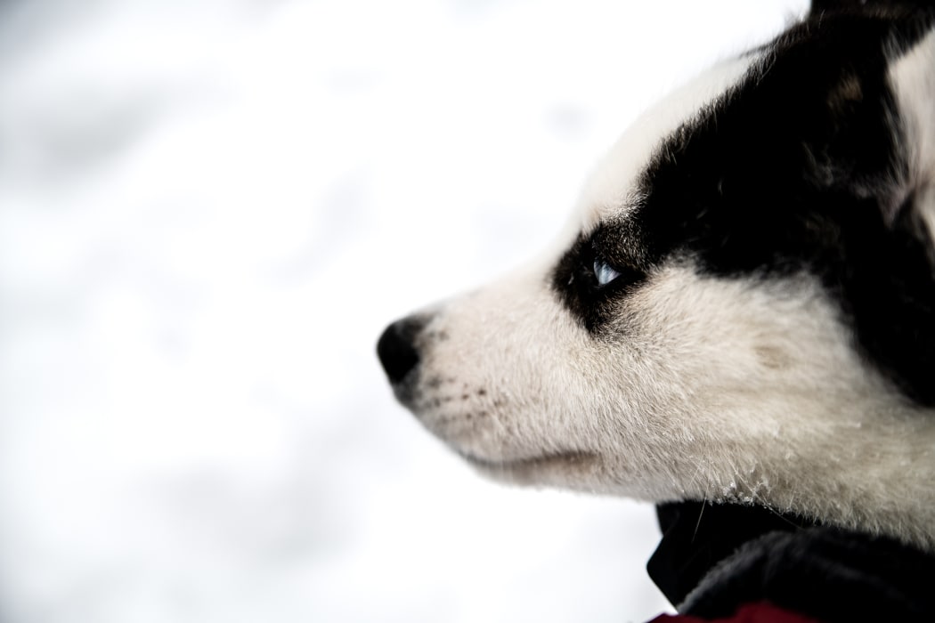 Siberian husky.