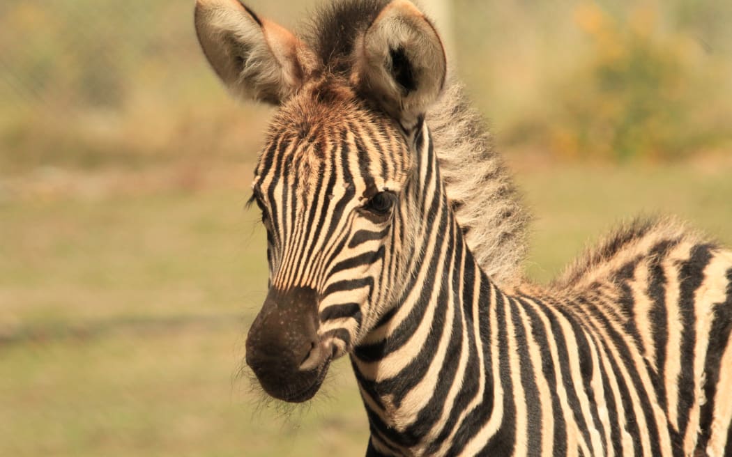 Five-month-old zebra foal Zeeyore who had failed to thrive since birth after his first time mother weaned him early died earlier this month.