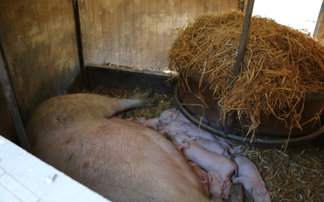 free range pig farm
