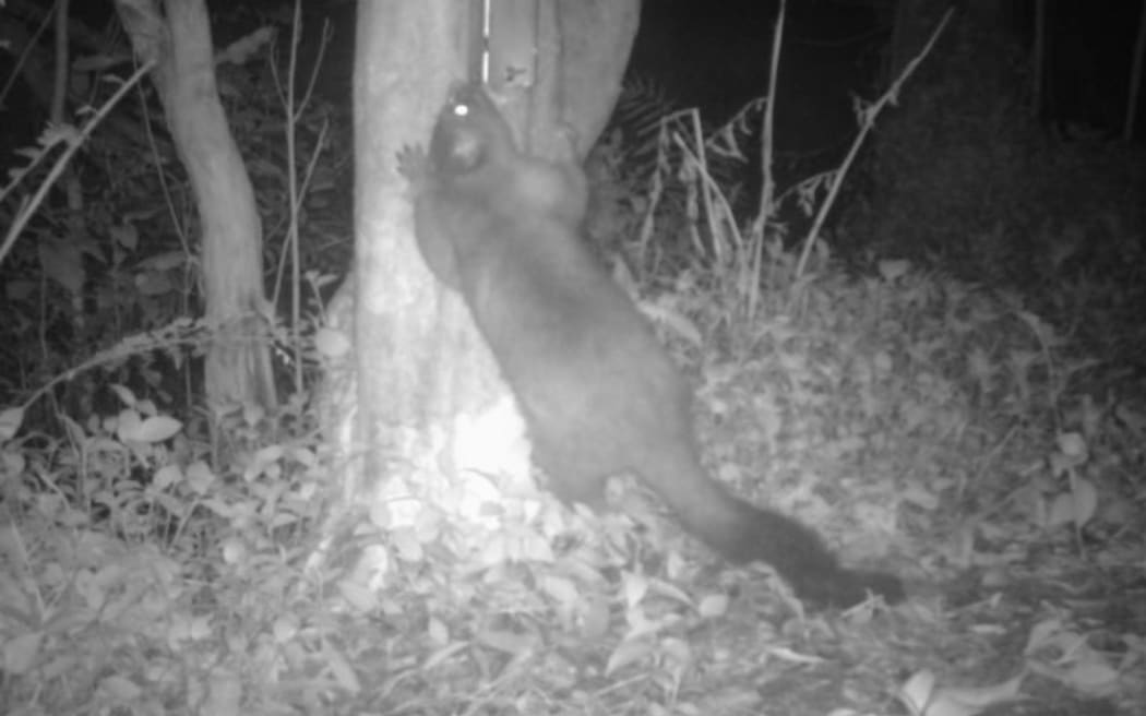 A possum.