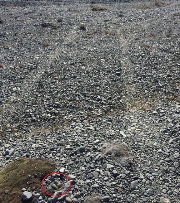 Vehicles driving on braided river beds are also a threat to nesting shore birds, although this nest (circled) had a lucky escape..