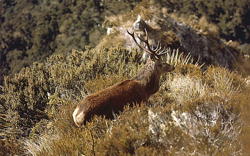 Deer in bushes