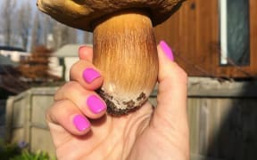 Porcini