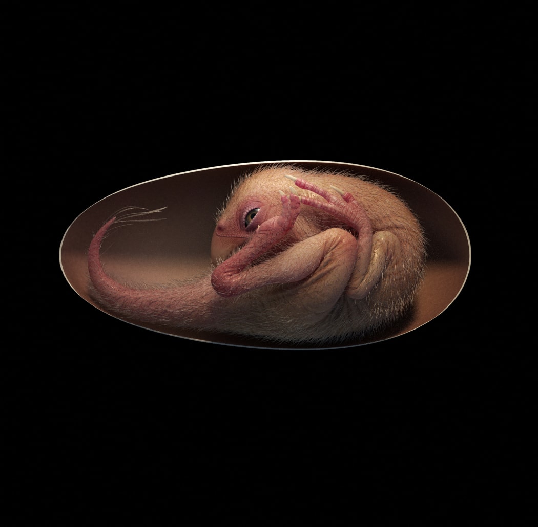 A rendition of a close-to-hatching oviraptorosaur dinosaur embryo, which is based on the new specimen 'Baby Yingliang' found in the Ganzhou, Jiangxi Province, southern China.