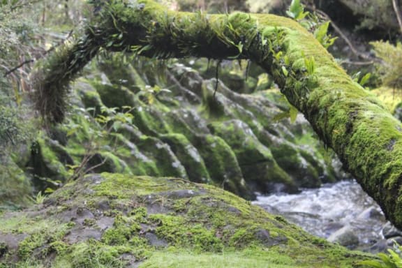 This is  an image of mossy fluting by the Wairere Stream