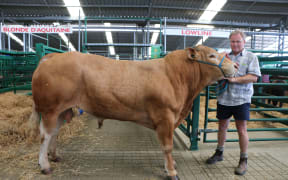 Chris Herbert with Nigel, a 2-year-old Blonde d'Aquitaine bull.