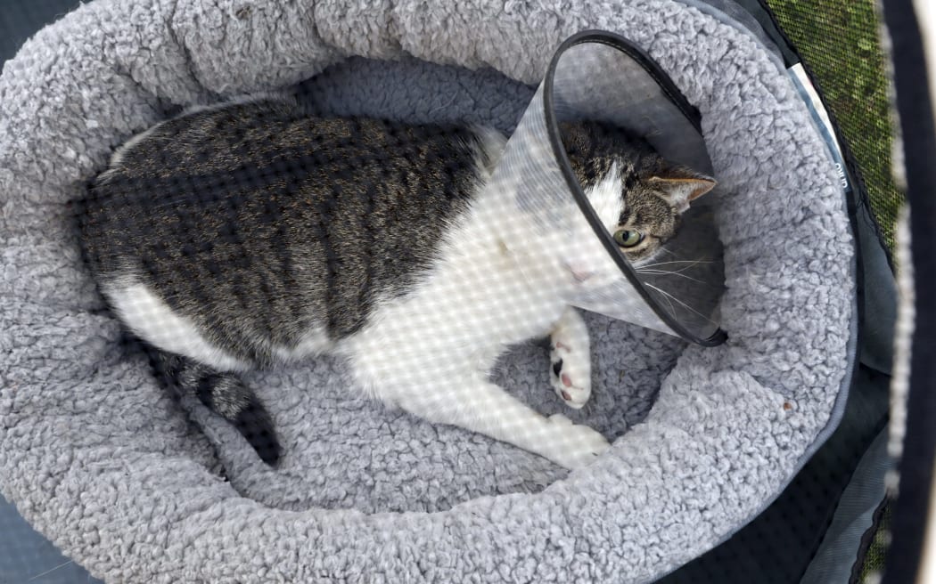Blenheim woman Brenda Green was told to keep her cat Milo from roaming onto her neighbour's property following a complaint but will not tell her which neighbour complained. SINGLE USE IMAGE