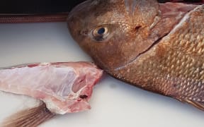 The snapper and the tag