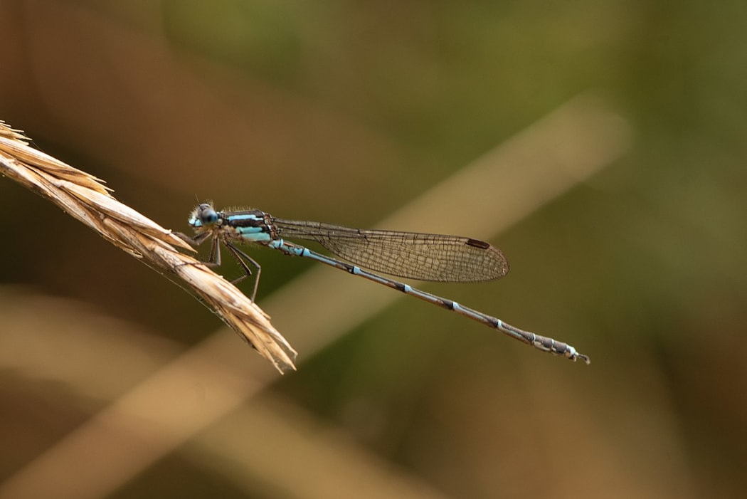Austrolestes colensonis (Blue damselfly) at Dunedin, New Zealand