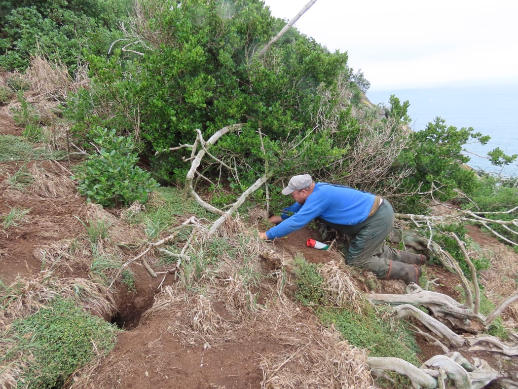 Graeme Taylor among the Toanui burrows.